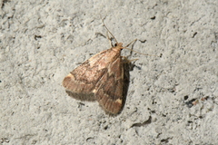 Hypsopygia intermedialis