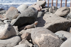 Gallotia stehlini