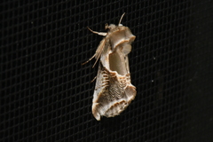 Habrosyne scripta