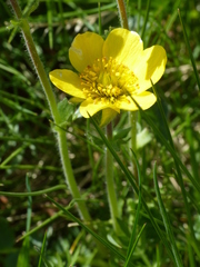 Geum montanum