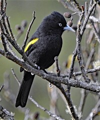 Cacicus chrysopterus