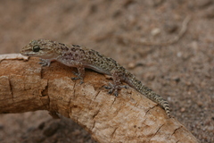 Hemidactylus angulatus