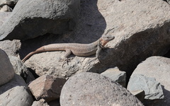 Gallotia stehlini