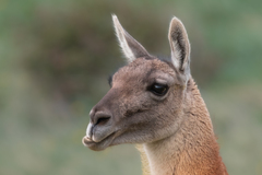 Lama guanicoe