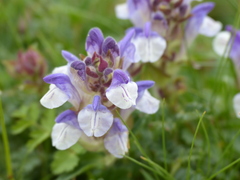 Scutellaria alpina