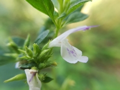 Hedeoma palmeri