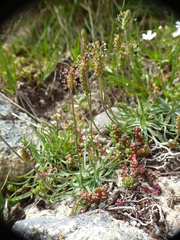 Plantago alpina