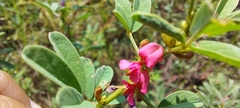 Indigofera trifoliata