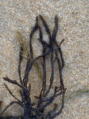 Cladostephus spongiosus