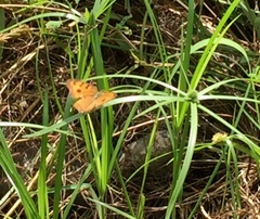 Junonia almana javana