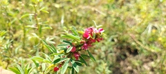 Indigofera trifoliata
