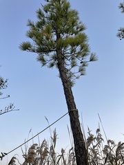 Pinus serotina