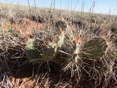 Opuntia polyacantha