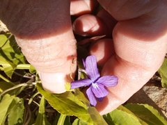 Viola mandshurica