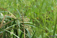 Androtrichum giganteum