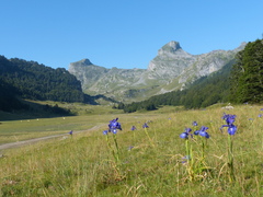 Iris latifolia