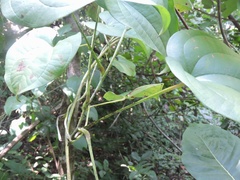 Smilax