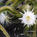 Dog-tail Cactus - Photo (c) Gunnar Jentzsch, some rights reserved (CC BY-NC), uploaded by Gunnar Jentzsch
