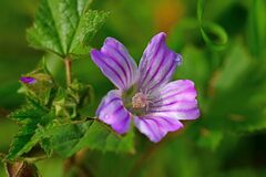 Malva sylvestris