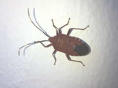 Urochela quadrinotata