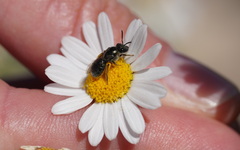 Lasioglossum viride