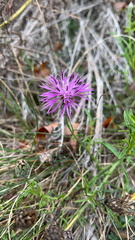 Centaurea stoebe