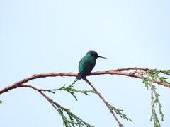 Chlorostilbon melanorhynchus