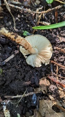 Lepiota castanea