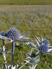 Eryngium bourgatii