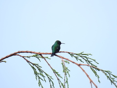 Chlorostilbon melanorhynchus