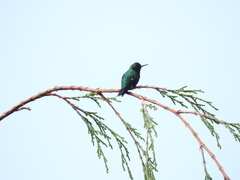 Chlorostilbon melanorhynchus