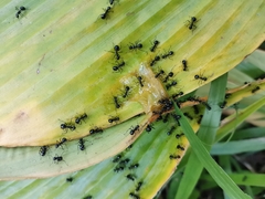 Dolichoderus sulcaticeps