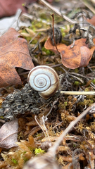 Helicella itala