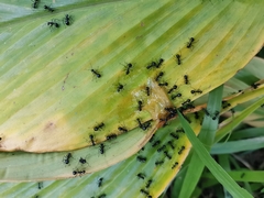 Dolichoderus sulcaticeps