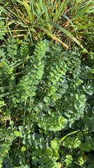 Sanguisorba minor