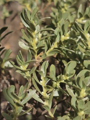 Thymelaea tartonraira