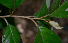 Argophyllum curtum