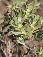 Thymelaea tartonraira