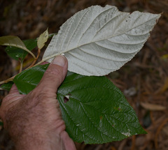 Argophyllum curtum