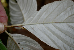 Argophyllum curtum