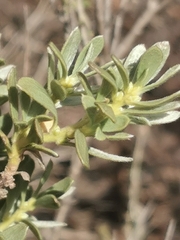 Thymelaea tartonraira