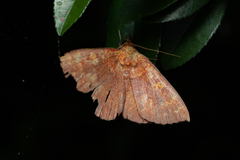 Singara diversalis