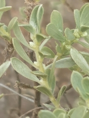 Thymelaea tartonraira