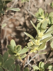 Thymelaea tartonraira