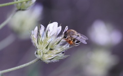 Eucera gracilipes