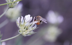 Eucera gracilipes