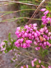 Erica tenella