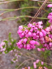 Erica tenella