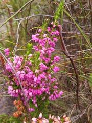 Erica tenella