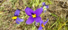 Exacum pedunculatum